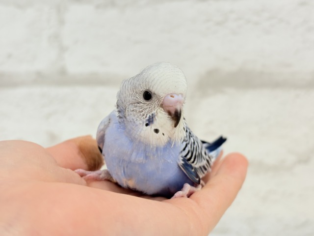 【最新画像更新🪄】わた毛に包まれた妖精さん🐣🌟セキセイインコ(オパーリン) ヒナ セキセイインコ