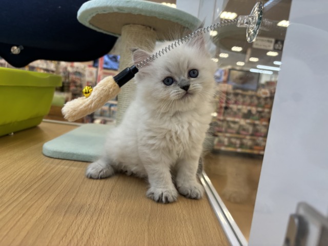 可愛さにあっと驚くよ♡ネヴァマスカレードくん! ネヴァマスカレード