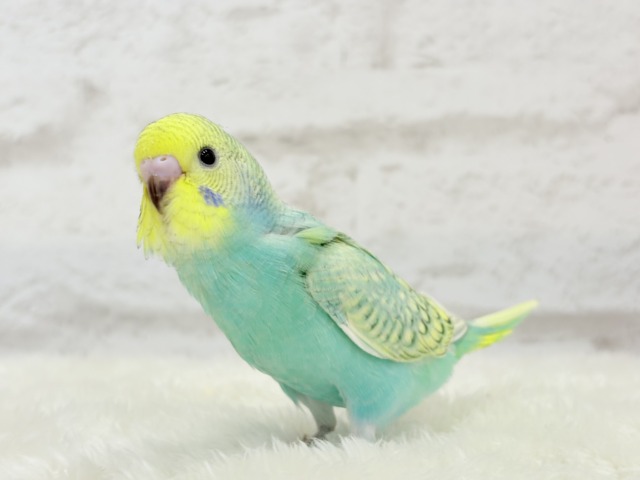 【最新画像更新🪄】トレードマークは背中の模様さっ🐣☆セキセイインコ(パステルカラーレインボースパングル) ヒナ セキセイインコ