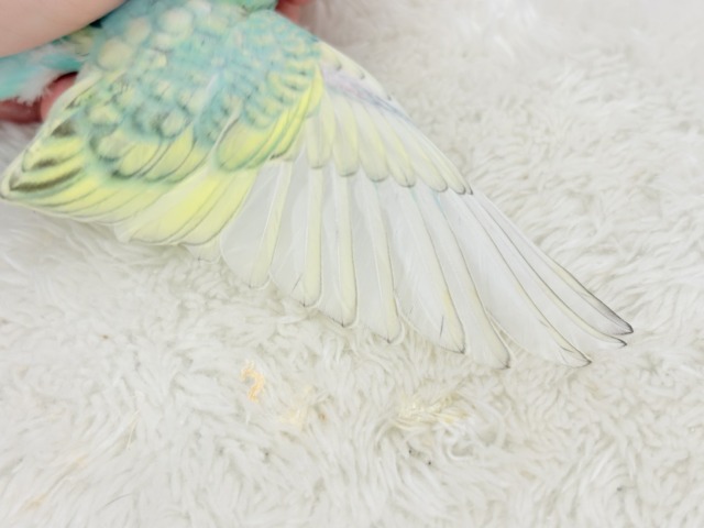 【最新画像更新🪄】トレードマークは背中の模様さっ🐣☆セキセイインコ(パステルカラーレインボースパングル) ヒナ セキセイインコ