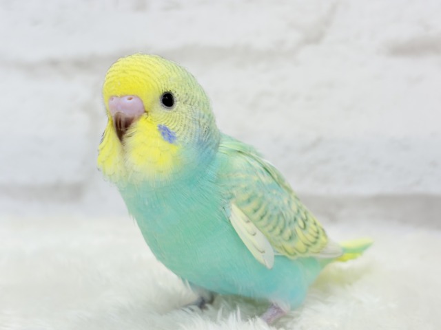 【最新画像更新🪄】トレードマークは背中の模様さっ🐣☆セキセイインコ(パステルカラーレインボースパングル) ヒナ セキセイインコ