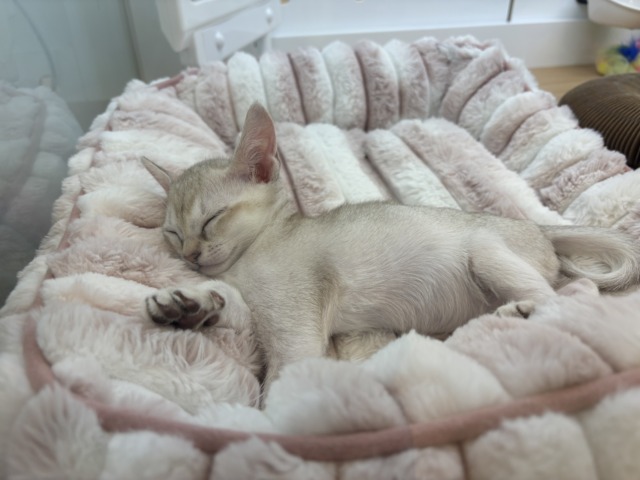 シンガプーラ