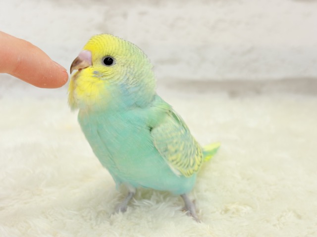 【最新画像更新🪄】トレードマークは背中の模様さっ🐣☆セキセイインコ(パステルカラーレインボースパングル) ヒナ セキセイインコ