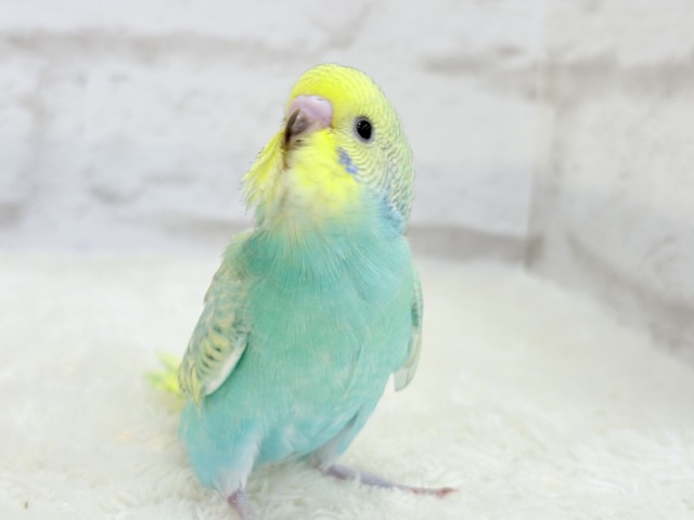 【最新画像更新🪄】トレードマークは背中の模様さっ🐣☆セキセイインコ(パステルカラーレインボースパングル) ヒナ セキセイインコ