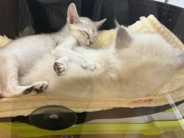 ネヴァマスカレード