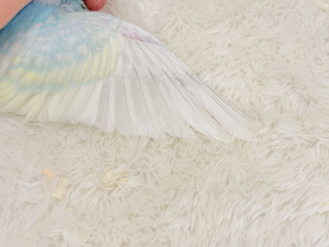【最新画像更新🪄】暑い季節にしゅわしゅわソーダ🍸🫧セキセイインコ(パステルレインボー) ヒナ セキセイインコ
