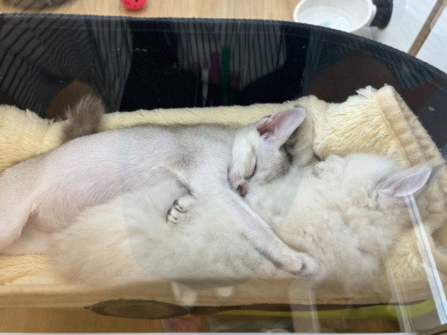 シンガプーラ