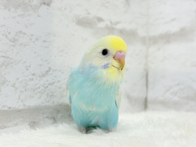 【最新画像更新🪄】暑い季節にしゅわしゅわソーダ🍸🫧セキセイインコ(パステルレインボー) ヒナ セキセイインコ