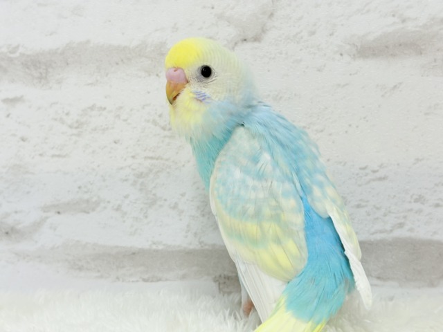 【最新画像更新🪄】暑い季節にしゅわしゅわソーダ🍸🫧セキセイインコ(パステルレインボー) ヒナ セキセイインコ