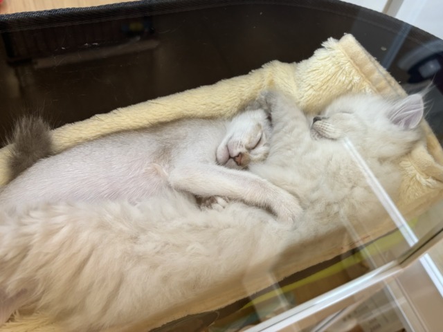 シンガプーラ