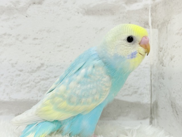 【最新画像更新🪄】暑い季節にしゅわしゅわソーダ🍸🫧セキセイインコ(パステルレインボー) ヒナ セキセイインコ