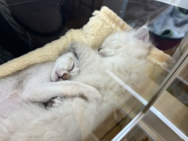 シンガプーラ