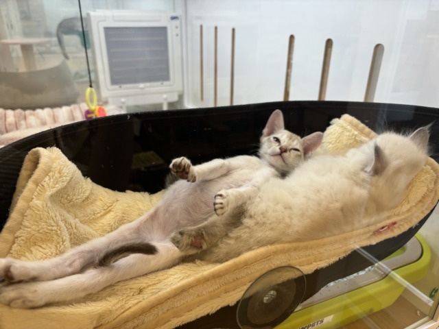 シンガプーラ