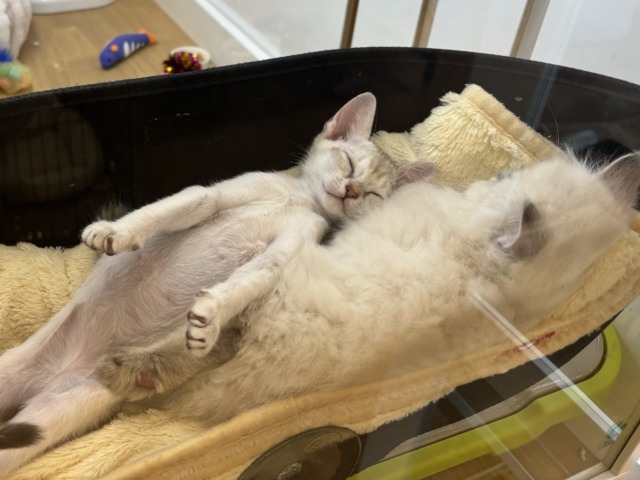 シンガプーラ