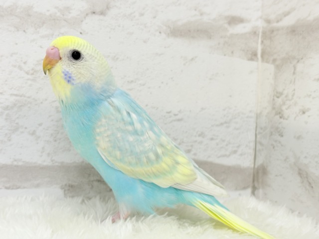 【最新画像更新🪄】暑い季節にしゅわしゅわソーダ🍸🫧セキセイインコ(パステルレインボー) ヒナ セキセイインコ