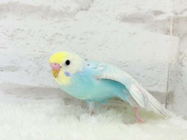 【最新画像更新🪄】暑い季節にしゅわしゅわソーダ🍸🫧セキセイインコ(パステルレインボー) ヒナ セキセイインコ