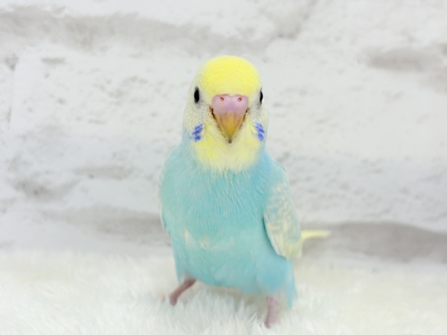 【最新画像更新🪄】暑い季節にしゅわしゅわソーダ🍸🫧セキセイインコ(パステルレインボー) ヒナ セキセイインコ