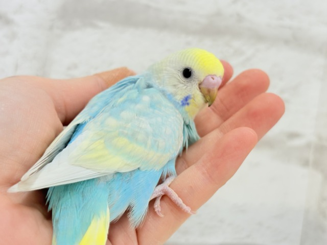 【最新画像更新🪄】暑い季節にしゅわしゅわソーダ🍸🫧セキセイインコ(パステルレインボー) ヒナ セキセイインコ