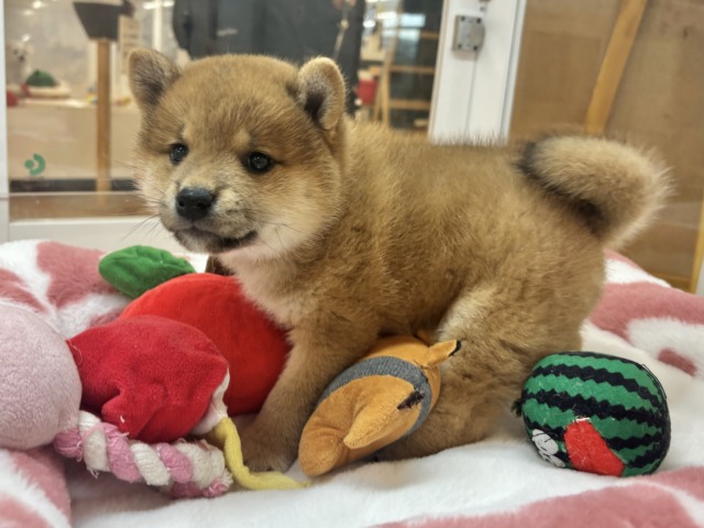 柴犬
