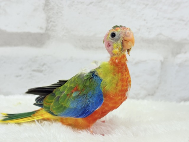 【最新画像更新🪄】注目の的🎯カラフルフェザー🪶✨キキョウインコ ヒナ キキョウインコ(桔梗インコ)
