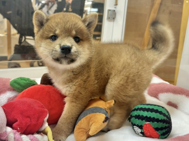 柴犬