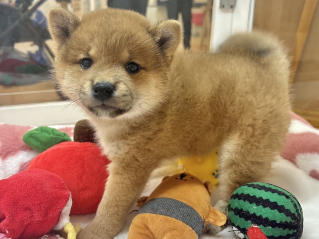 柴犬