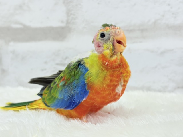 【最新画像更新🪄】注目の的🎯カラフルフェザー🪶✨キキョウインコ ヒナ キキョウインコ(桔梗インコ)