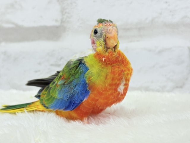 【最新画像更新🪄】注目の的🎯カラフルフェザー🪶✨キキョウインコ ヒナ キキョウインコ(桔梗インコ)