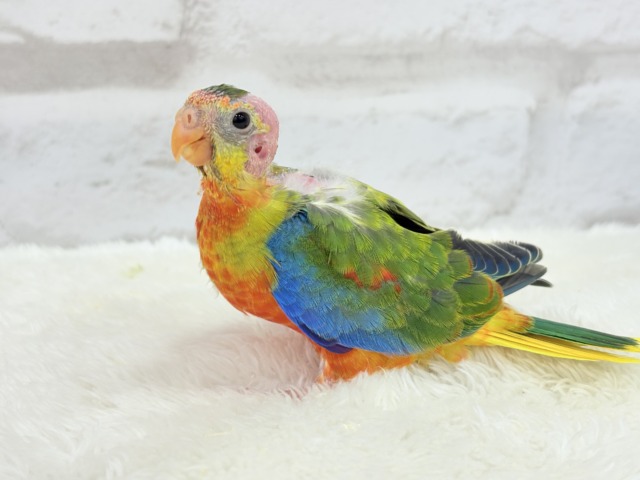 【最新画像更新🪄】注目の的🎯カラフルフェザー🪶✨キキョウインコ ヒナ キキョウインコ(桔梗インコ)