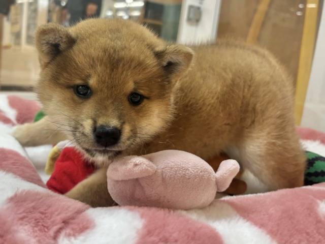 柴犬