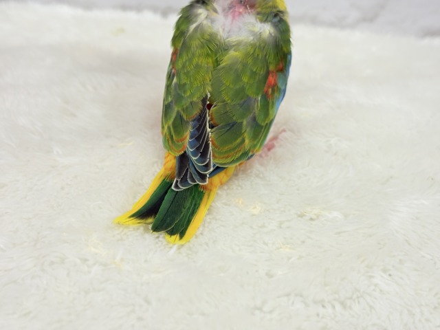 【最新画像更新🪄】注目の的🎯カラフルフェザー🪶✨キキョウインコ ヒナ キキョウインコ(桔梗インコ)