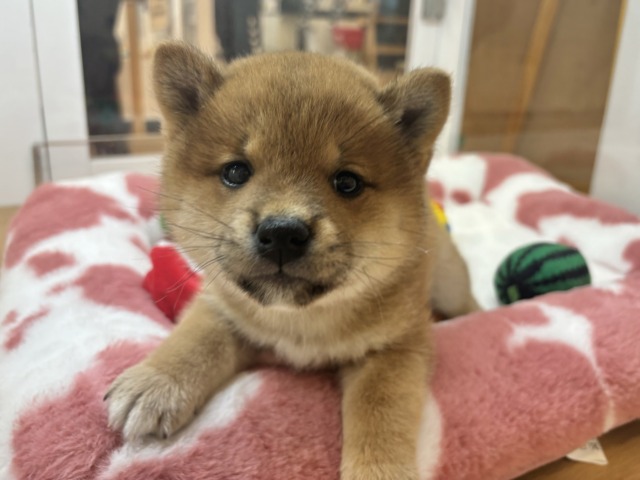柴犬