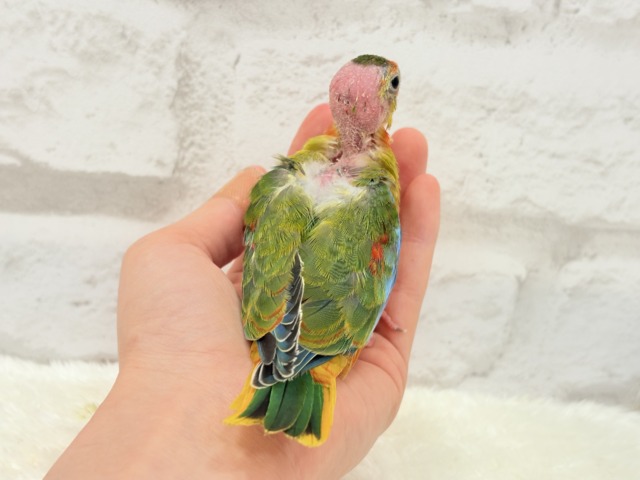 【最新画像更新🪄】注目の的🎯カラフルフェザー🪶✨キキョウインコ ヒナ キキョウインコ(桔梗インコ)