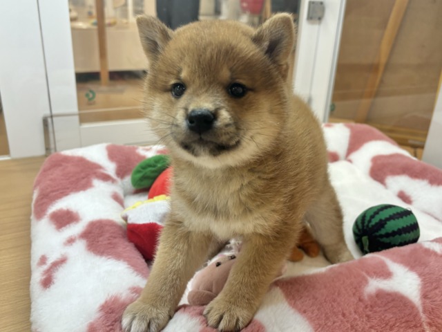 柴犬