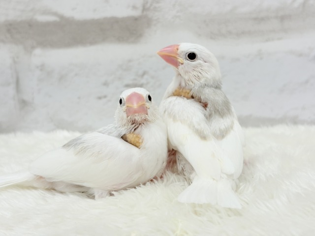 【最新画像更新🪄ひとり餌になりました☆】しろもちコンビ🐣🤍白文鳥 ヒナ 白文鳥
