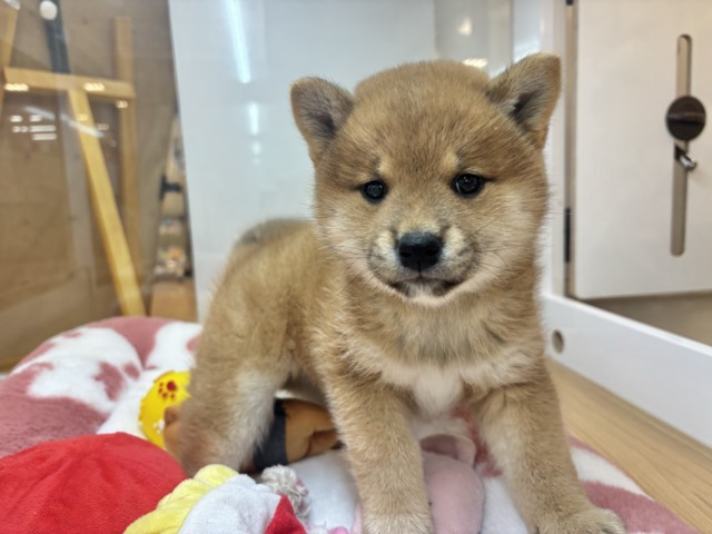 柴犬