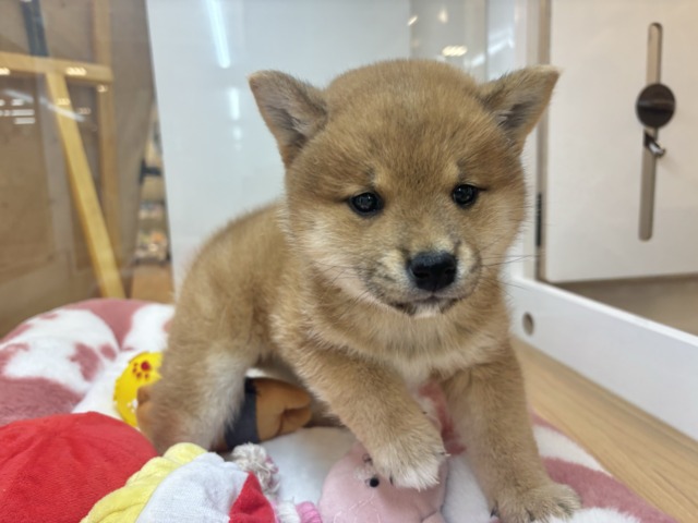 柴犬