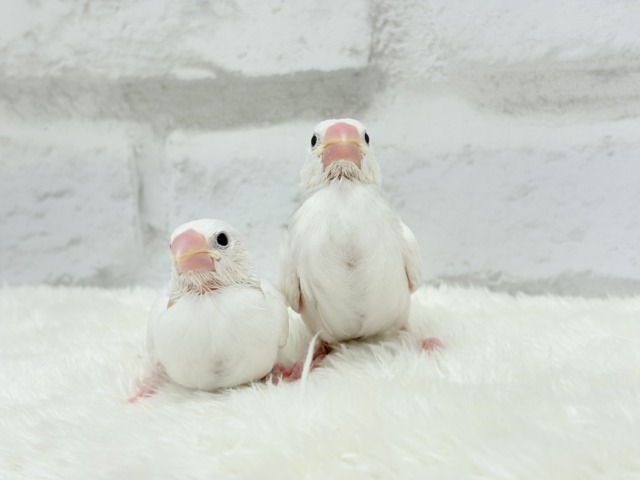【最新画像更新🪄ひとり餌になりました☆】しろもちコンビ🐣🤍白文鳥 ヒナ 白文鳥
