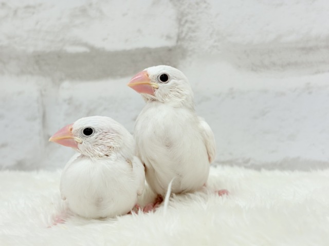 【最新画像更新🪄ひとり餌になりました☆】しろもちコンビ🐣🤍白文鳥 ヒナ 白文鳥