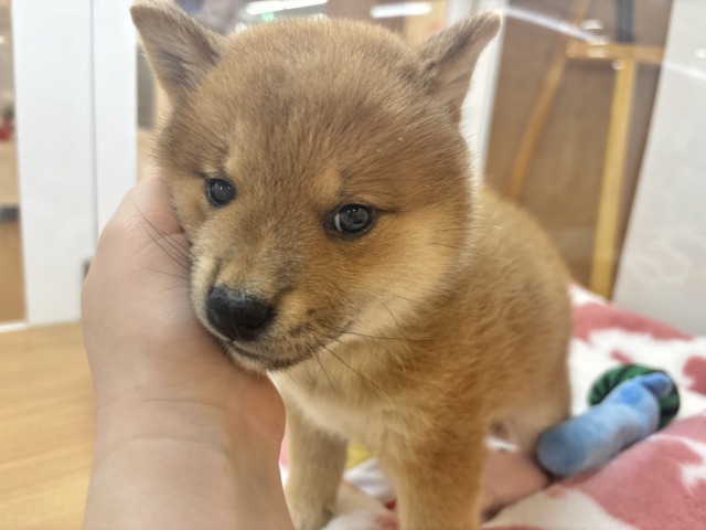 柴犬