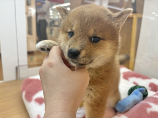 柴犬