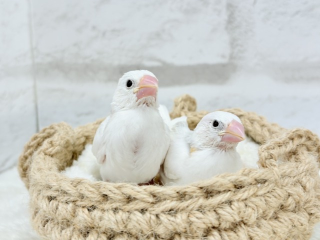 【最新画像更新🪄ひとり餌になりました☆】しろもちコンビ🐣🤍白文鳥 ヒナ 白文鳥