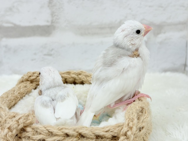 【最新画像更新🪄ひとり餌になりました☆】しろもちコンビ🐣🤍白文鳥 ヒナ 白文鳥