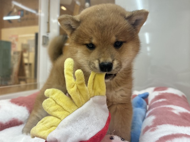 柴犬