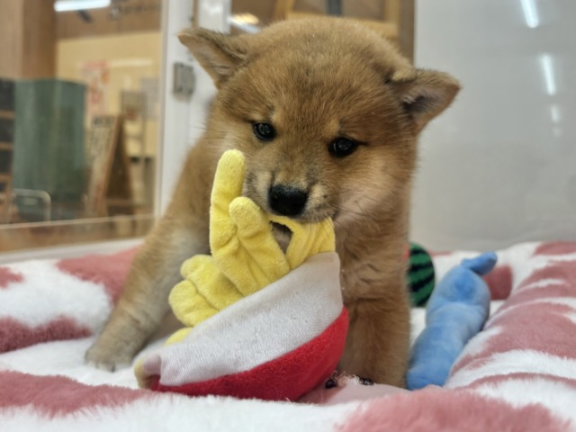 柴犬