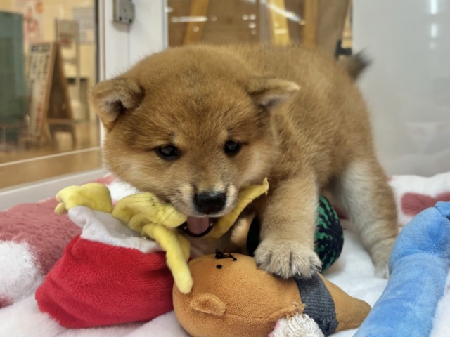 柴犬
