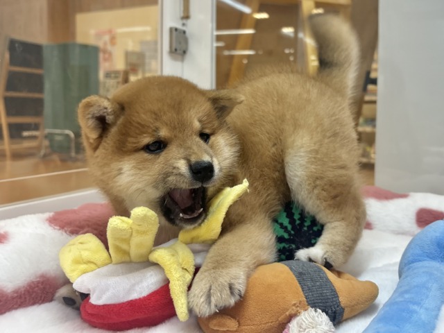 柴犬