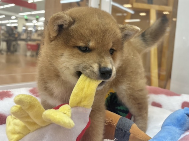 柴犬