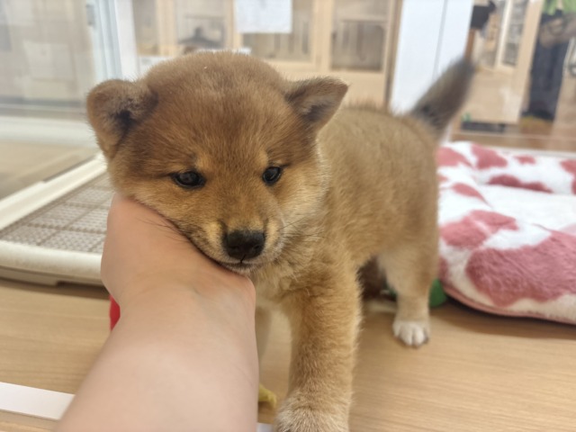 柴犬