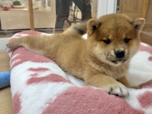 柴犬